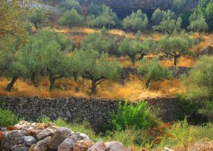 Olive trees