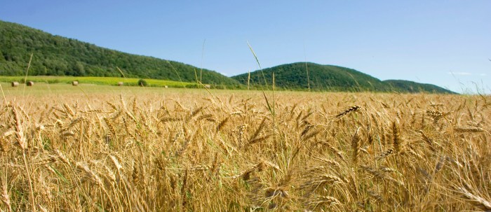Wheat field