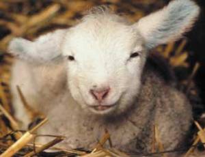 lamb_01